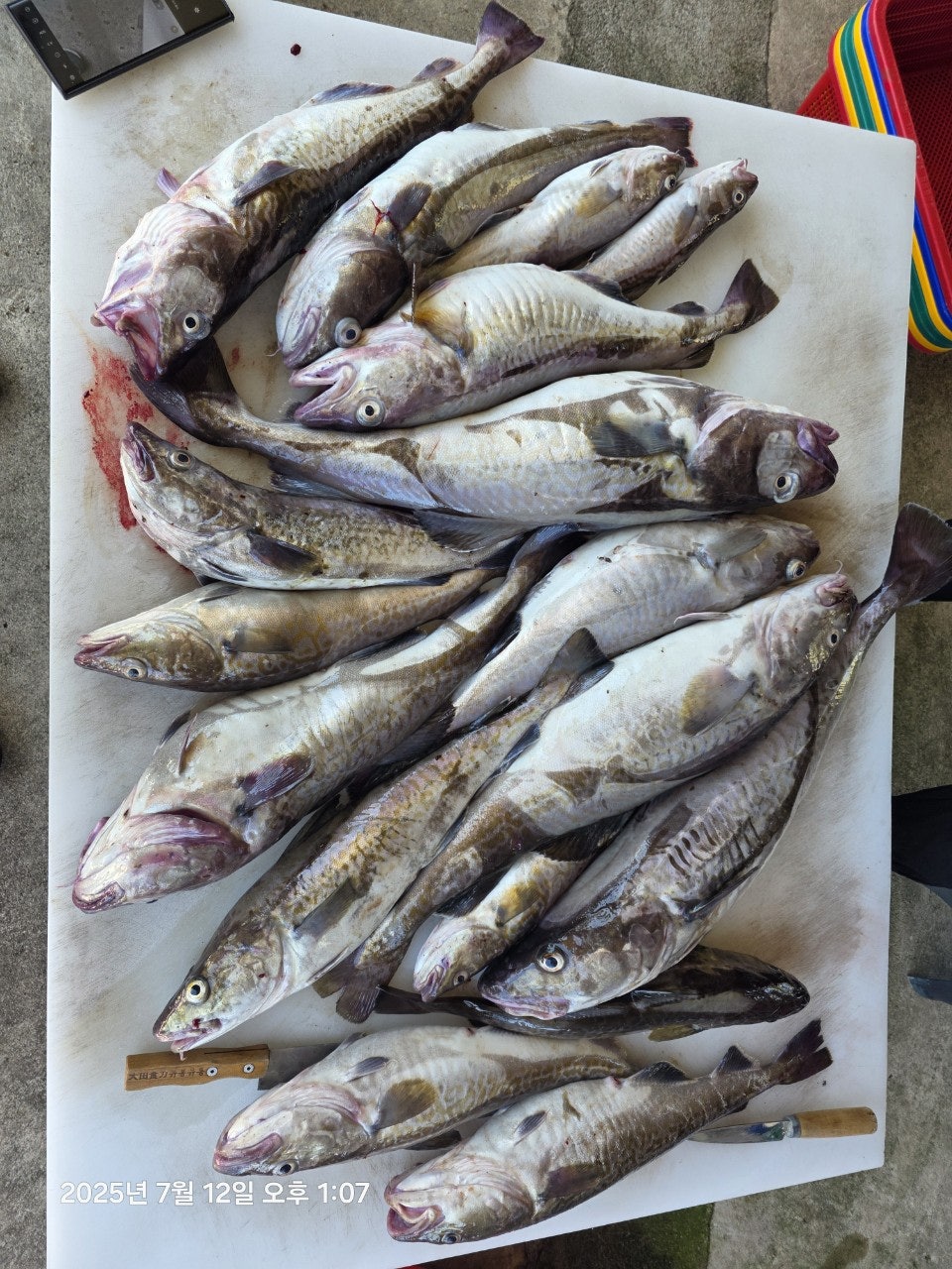 사용자가 올린 이미지