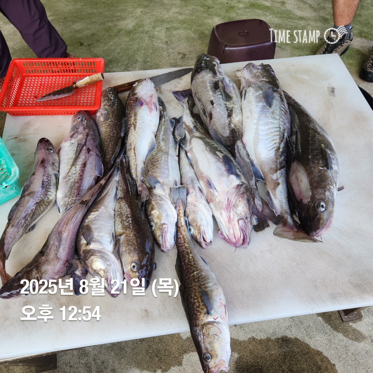 사용자가 올린 이미지