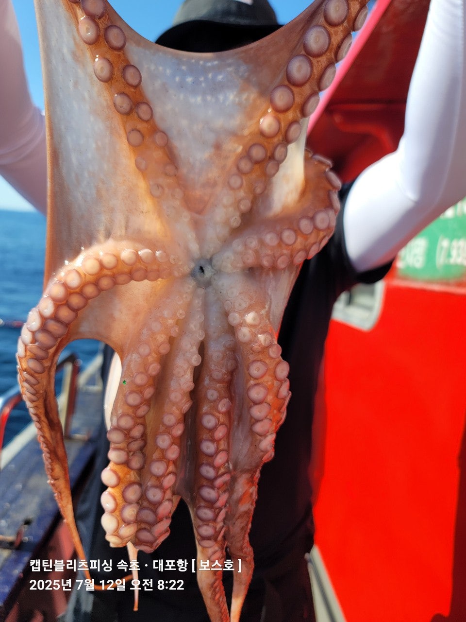25년 7월 12일 속초 캡틴블리츠피싱 보스호 대(왕)문어 조황