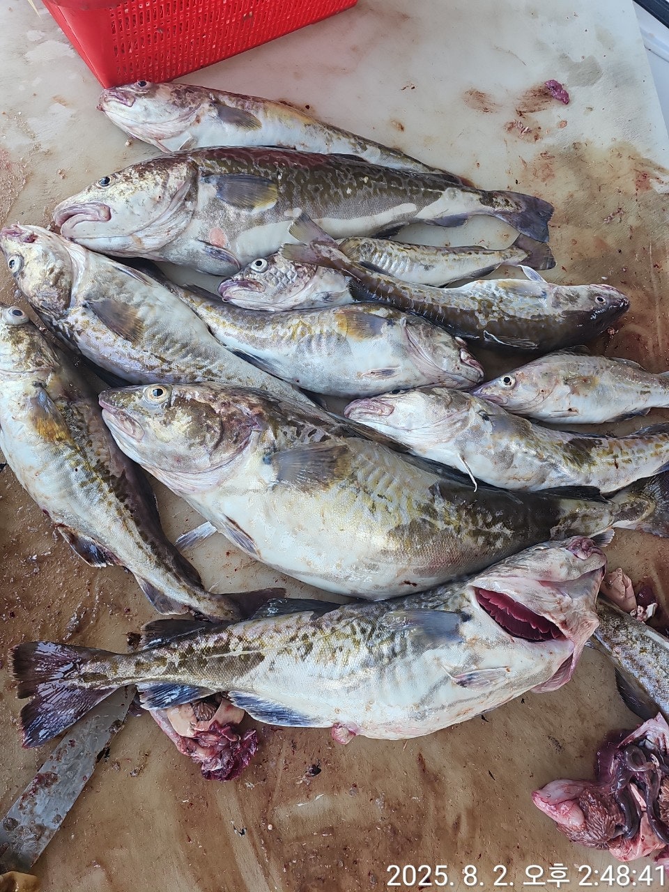 사용자가 올린 이미지