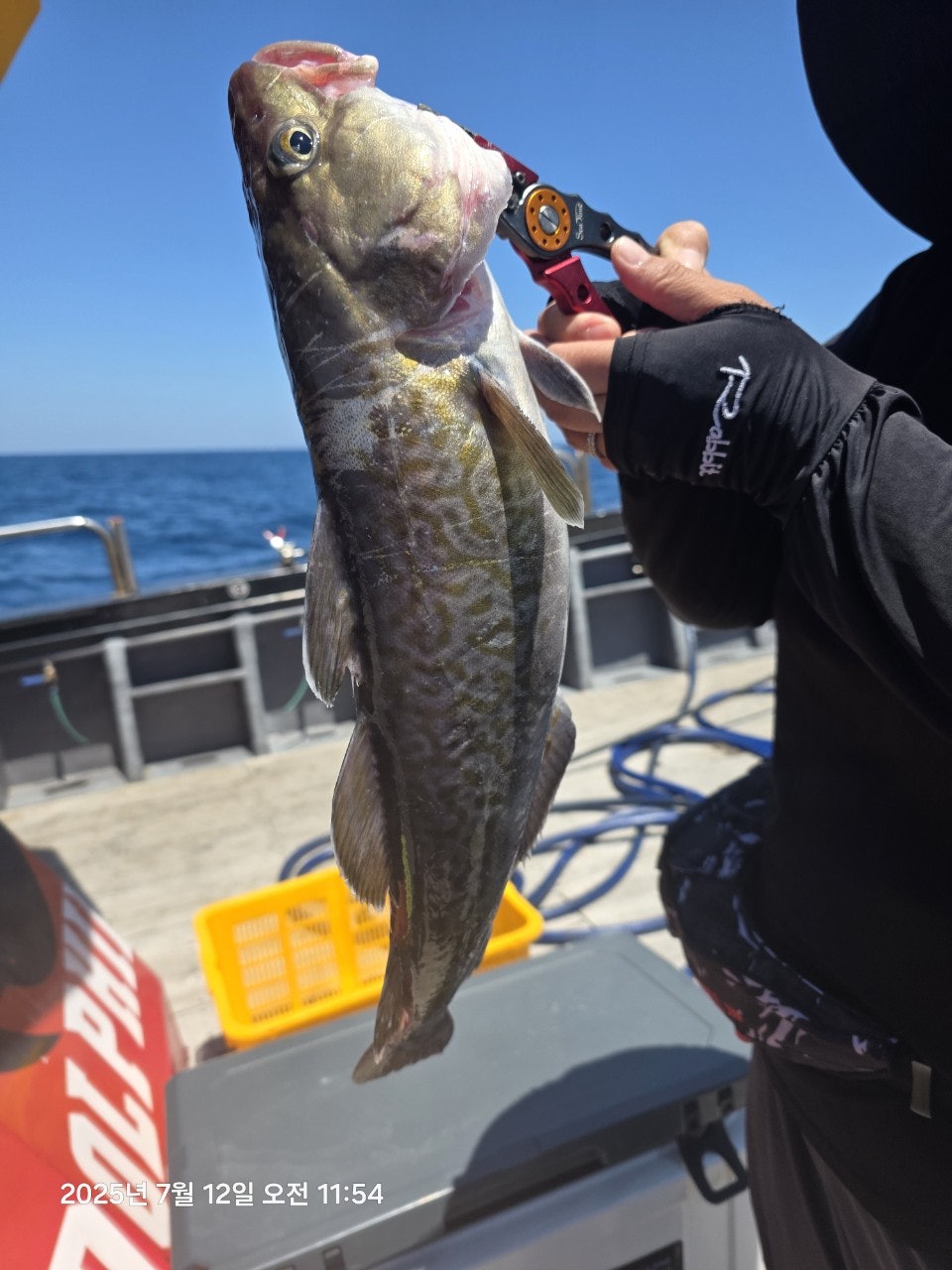 사용자가 올린 이미지