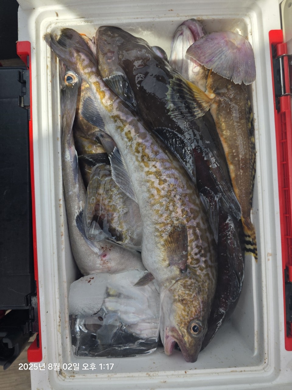 사용자가 올린 이미지