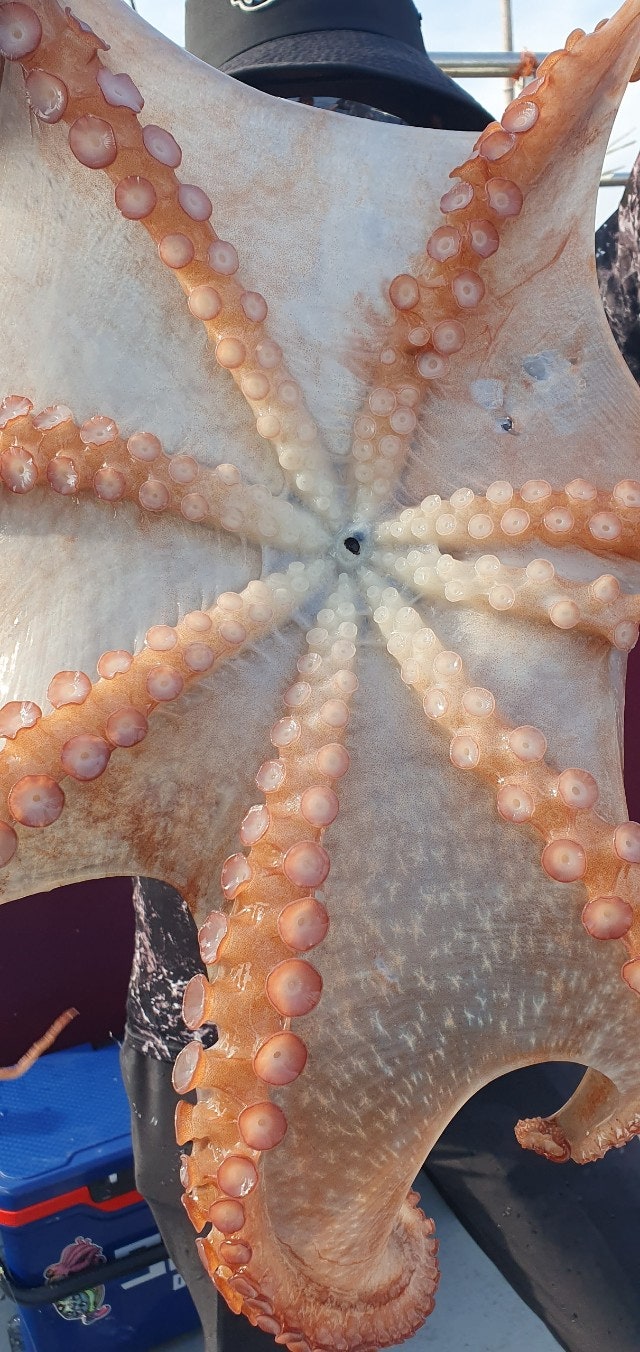 25년 7월 6일 고성 일광호 (왕)피문어 조황