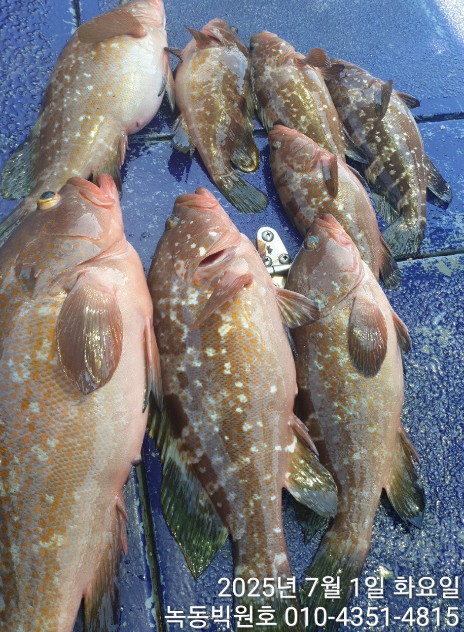 7월 1일 고흥 빅원호 (왕)붉바리 조황