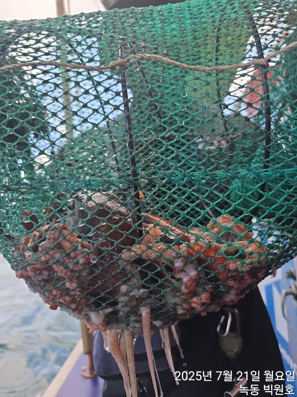 25년 7월 21일 고흥 녹동 빅원호 (왕)돌문어 조황