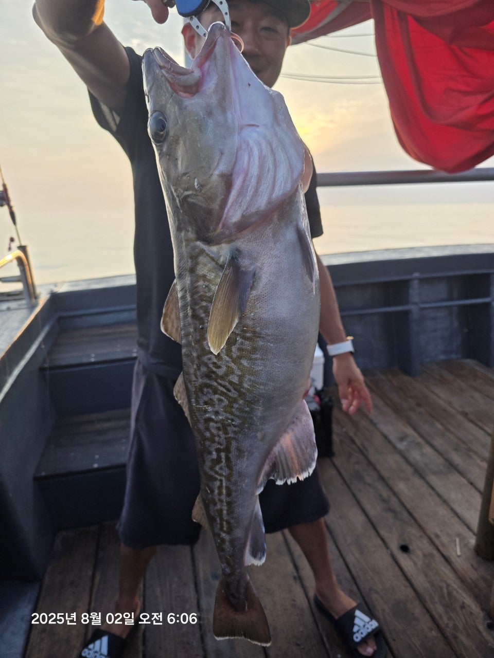 25년 8월 2일 공현진항 미르호 왕 대구 조황