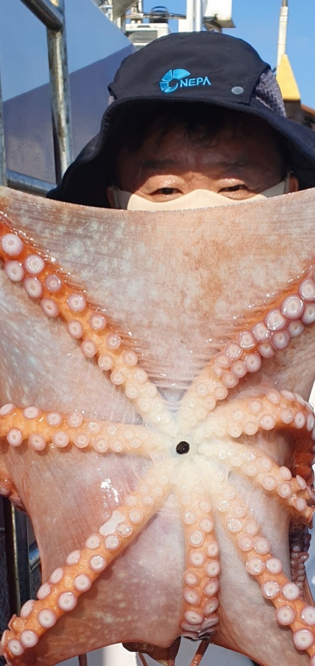 25년 7월 11일 공현진항 일광호 대왕 피문어 조황