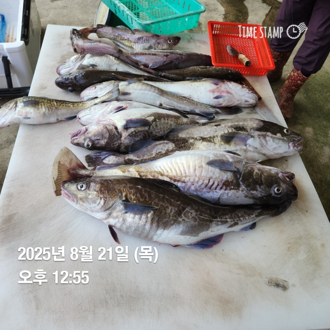 사용자가 올린 이미지