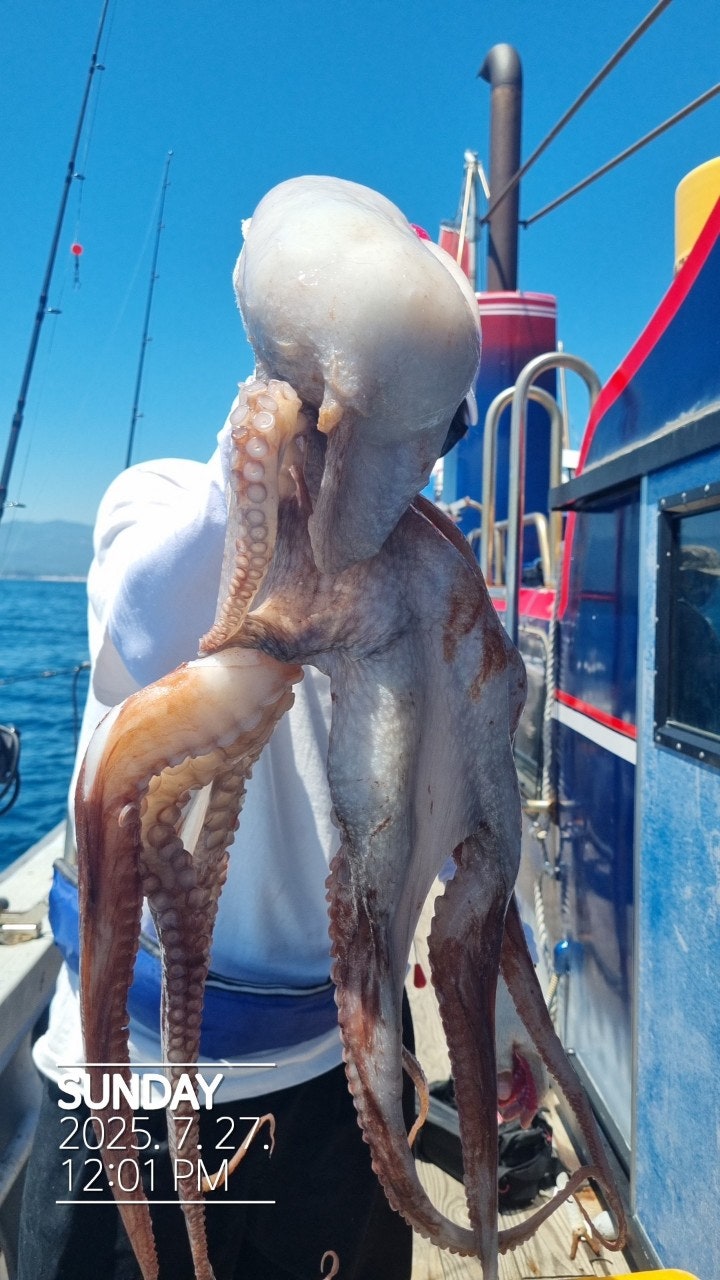 25년 7월 27일 공현진항 돌핀호 대왕 피문어 조황