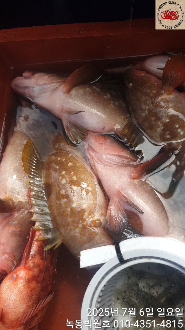 25년 7월 6일 고흥 녹동 빅원호 (왕)붉바리 조황