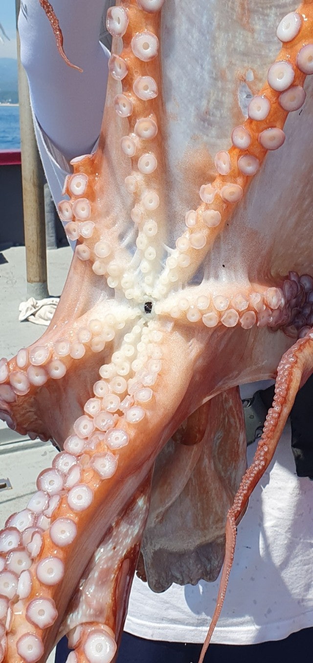 25년 7월 26일 고성 일광호 (왕)피문어 조황