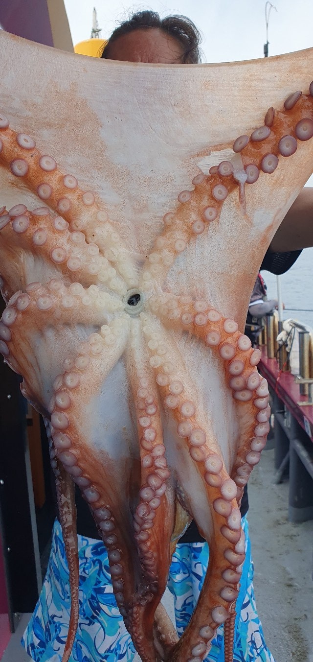 25년 8월 2일 고성 일광호 대왕문어 조황