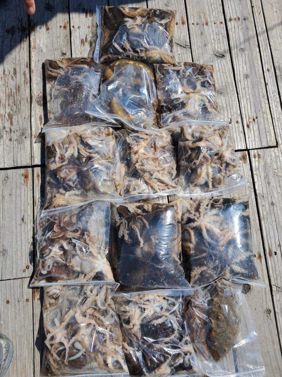 26년 4월 26일 격포 드래곤호 (왕)쭈꾸미 조황