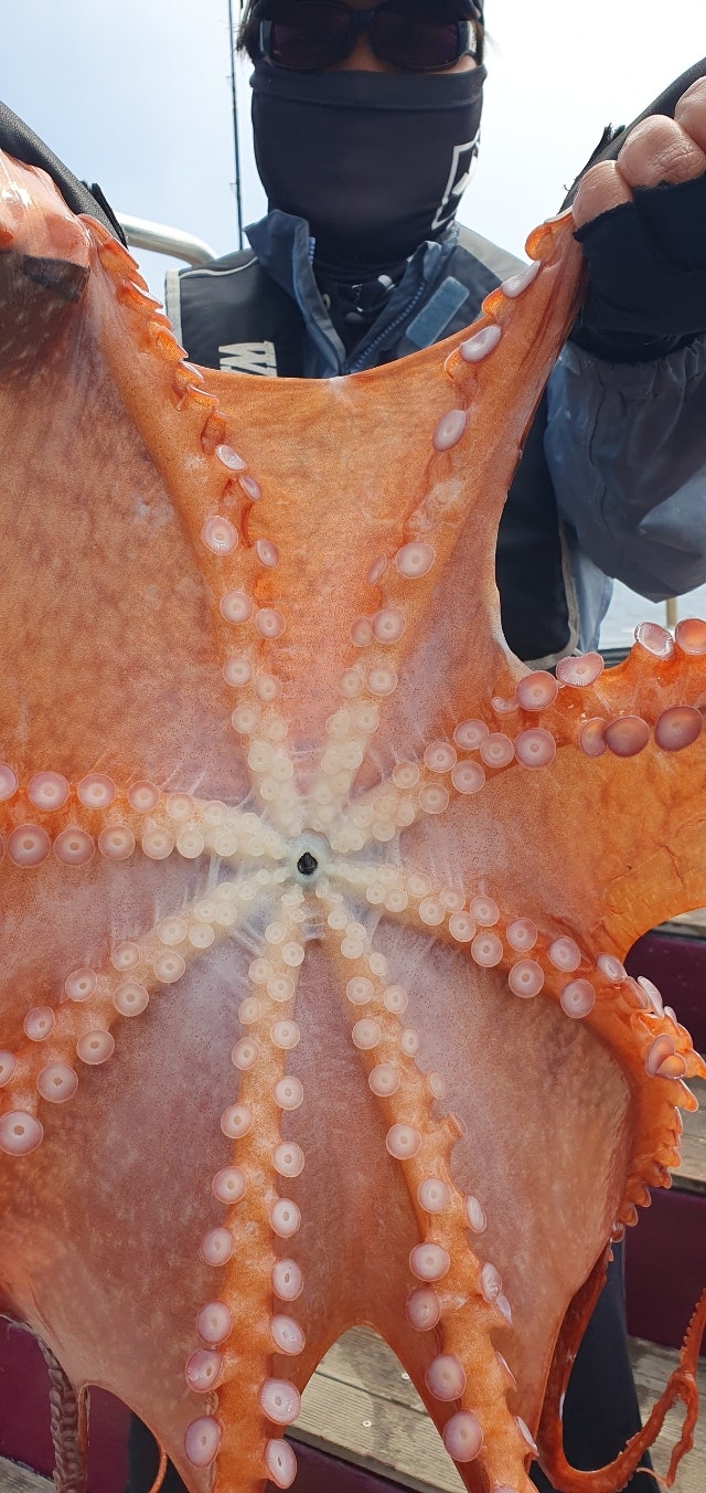 26년 4월 25일 고성 일광호 대(왕)문어 조황