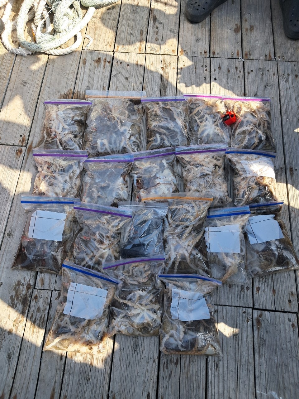 26년 4월 25일 격포 드래곤호 (왕)쭈꾸미 조황