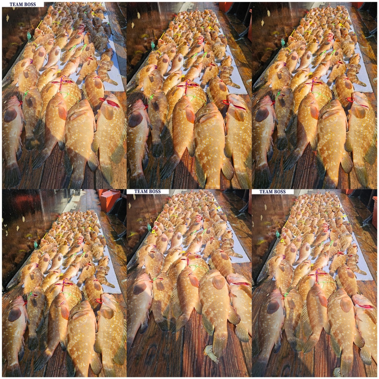 26년 5월 29일 고흥 녹동 팀보스선단 (왕)붉바리 조황
