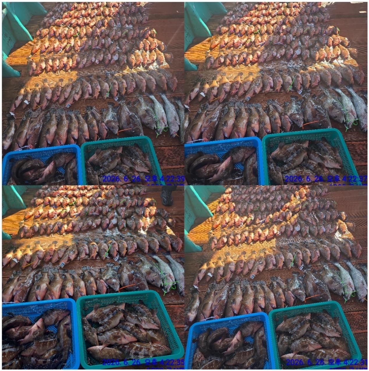 26년 6월 27일 고흥 녹동 보스호선단 (왕)붉바리 외수질 조황