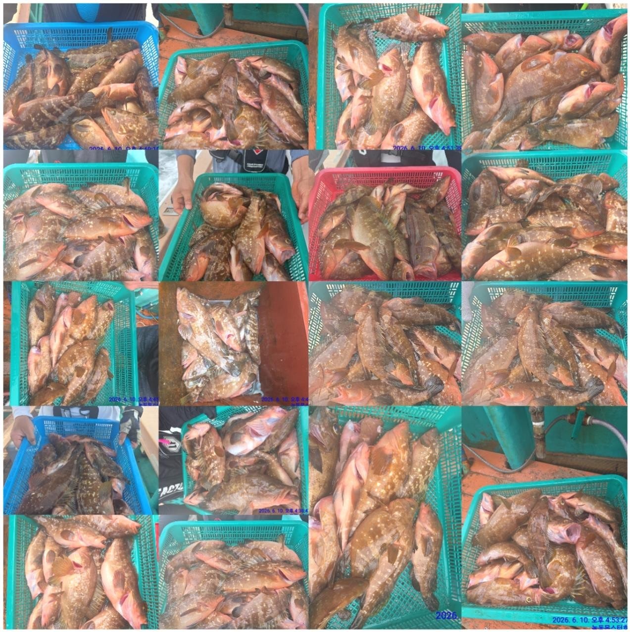 26년 6월 10일 고흥 녹동 몬스터호 (왕)붉바리 외수질 조황