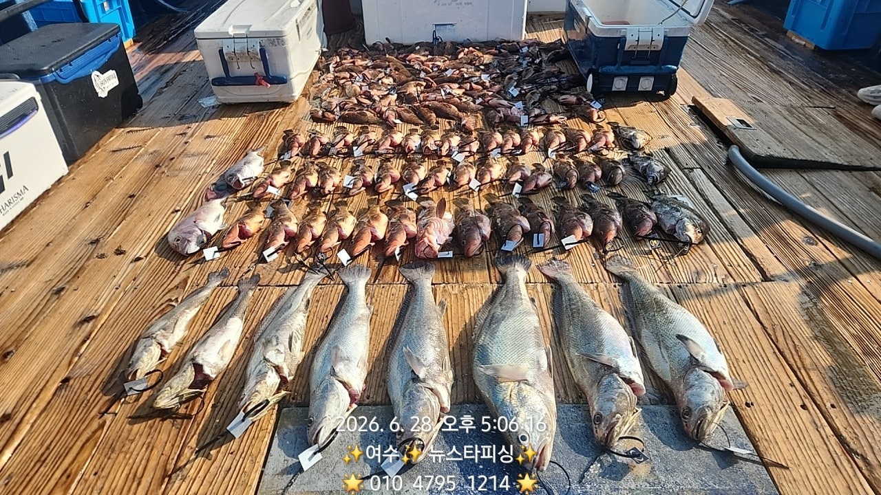 26년 6월 28일 여수 뉴스타피싱 (왕)붉바리 민어 외수질 조황