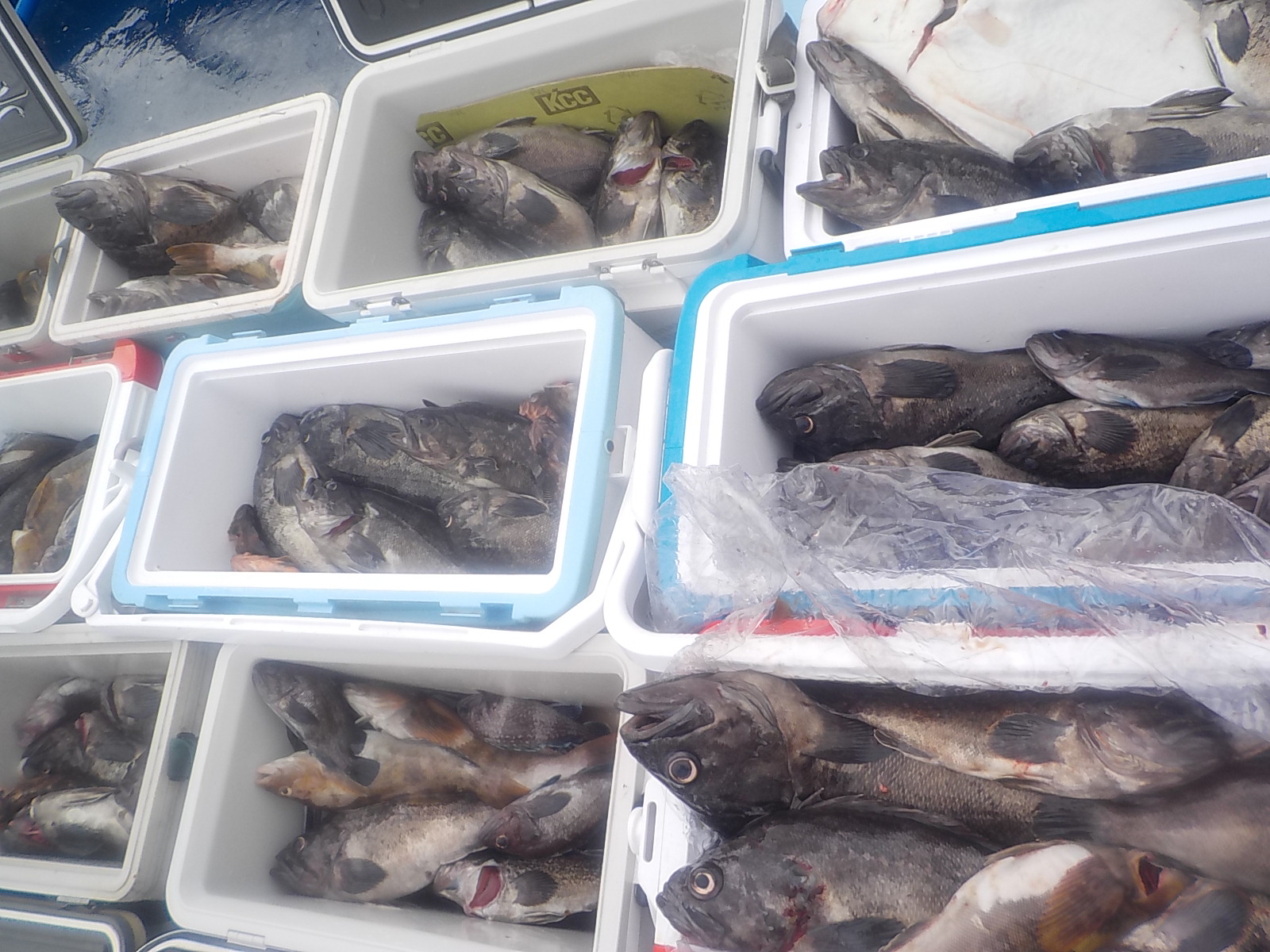 26년 6월 22일 태안 어은돌 자연7호 (왕)우럭 조황