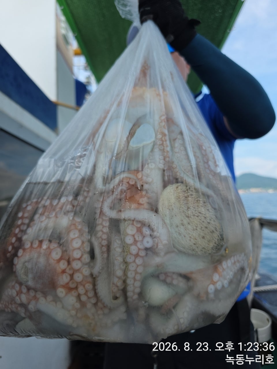26년 8월 23일 고흥 녹동 누리호 (왕)문어 조황