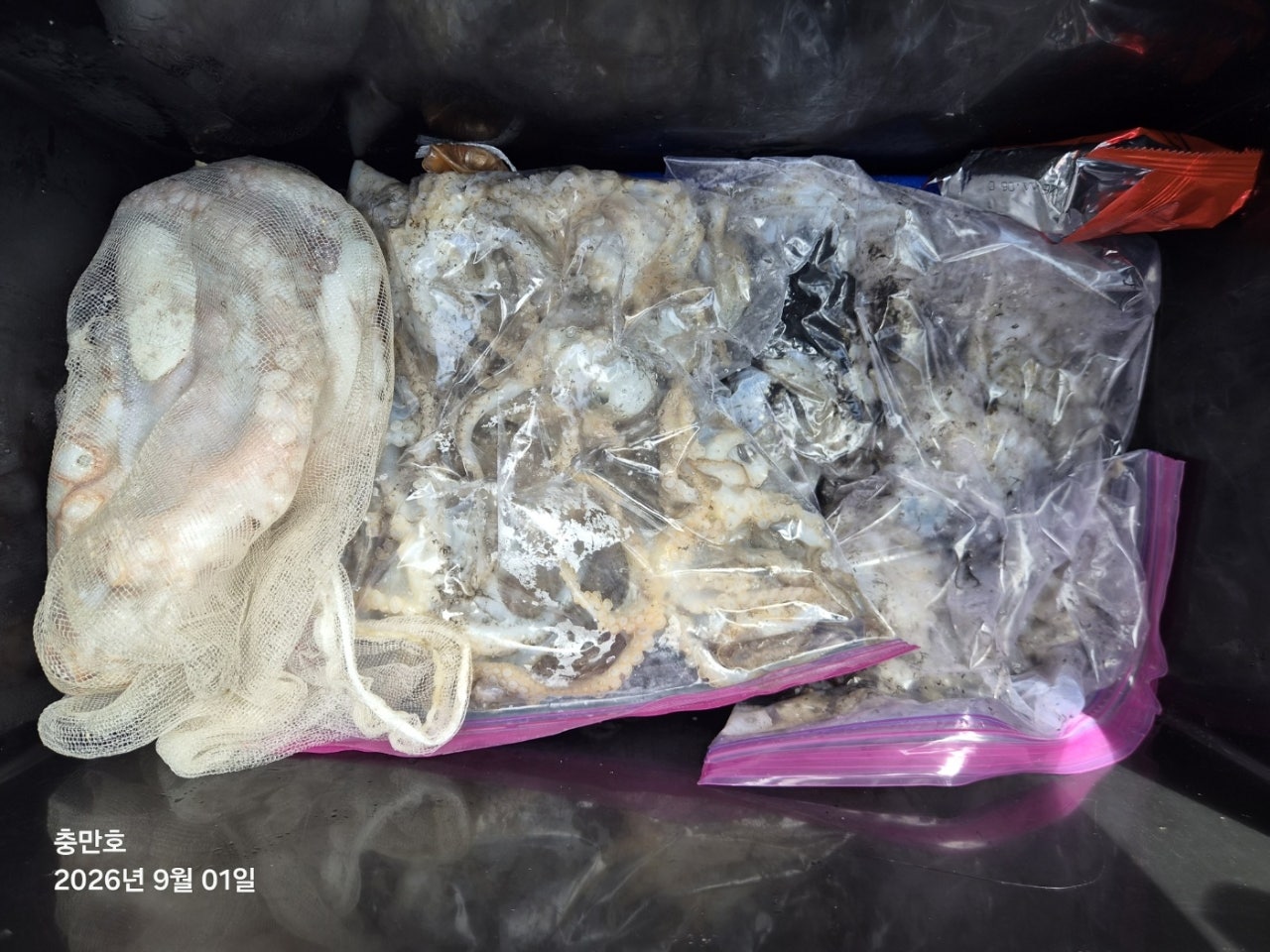 26년 9월 1일 고흥 녹동 팀보스선단 (왕)주꾸미 조황