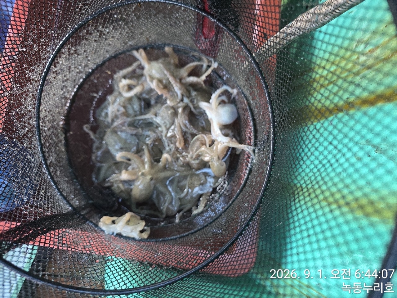 26년 9월 1일 고흥 녹동 누리호 (왕)주꾸미 실시간 조황