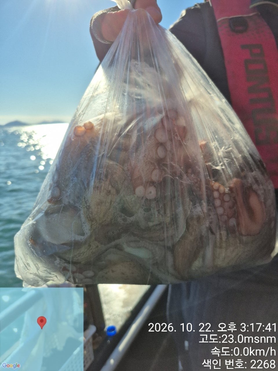 26년 10월 22일 고흥 녹동 병풍호 (왕)돌문어 조황
