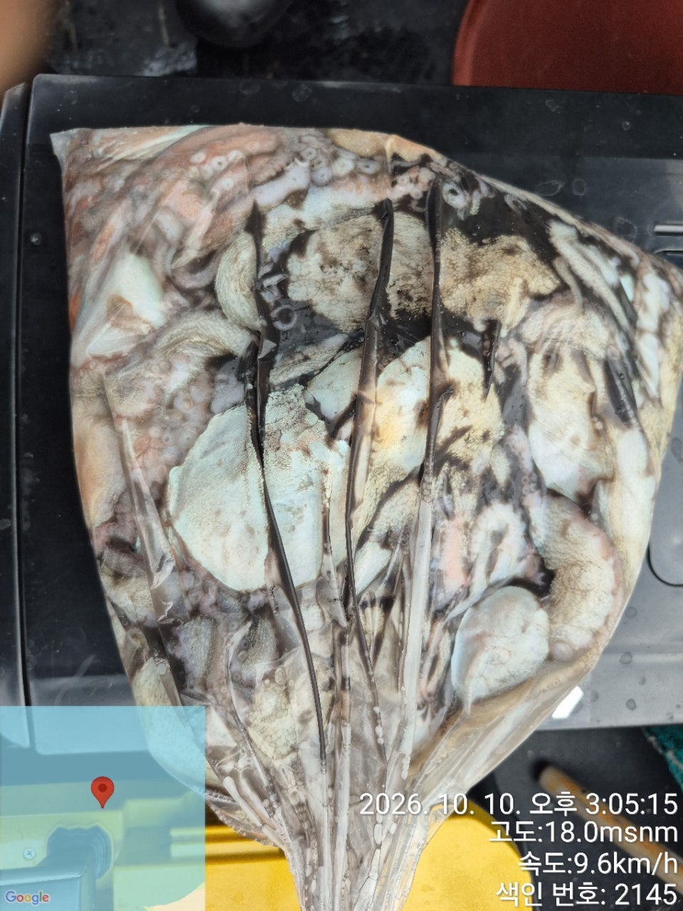 26년 10월 10일 고흥 녹동 병풍호 (왕)돌문어 조황