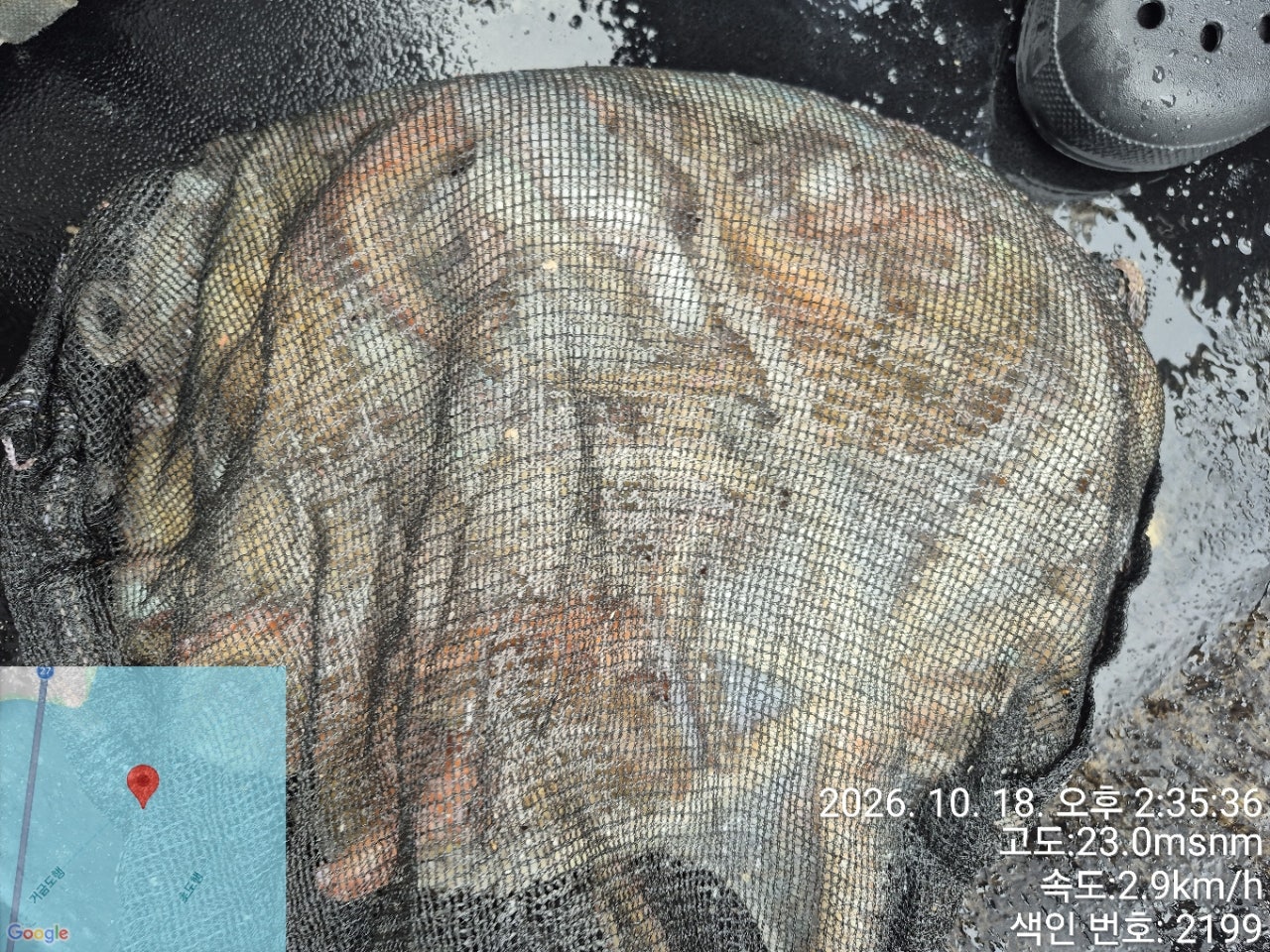 26년 10월 18일 고흥 녹동 병풍호 (왕)돌문어 조황